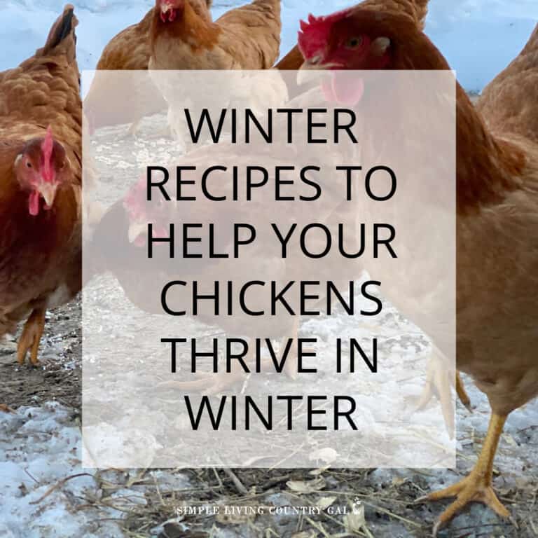 winter chicken feed recipes