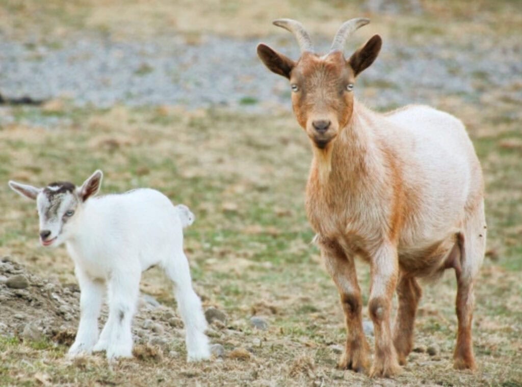 a Nigerian dwarf goat standing in a pasture near to a small goat kid
