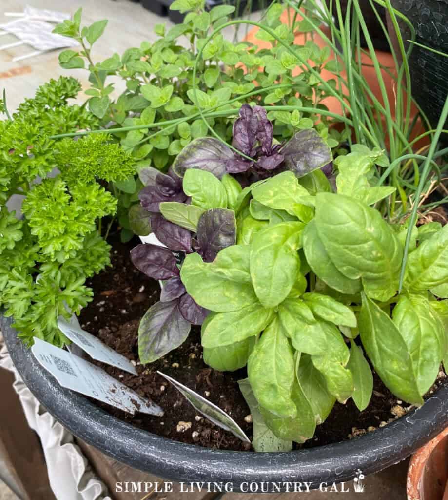 A vibrant herb garden in a single container, showcasing green basil, purple basil, parsley, and chives