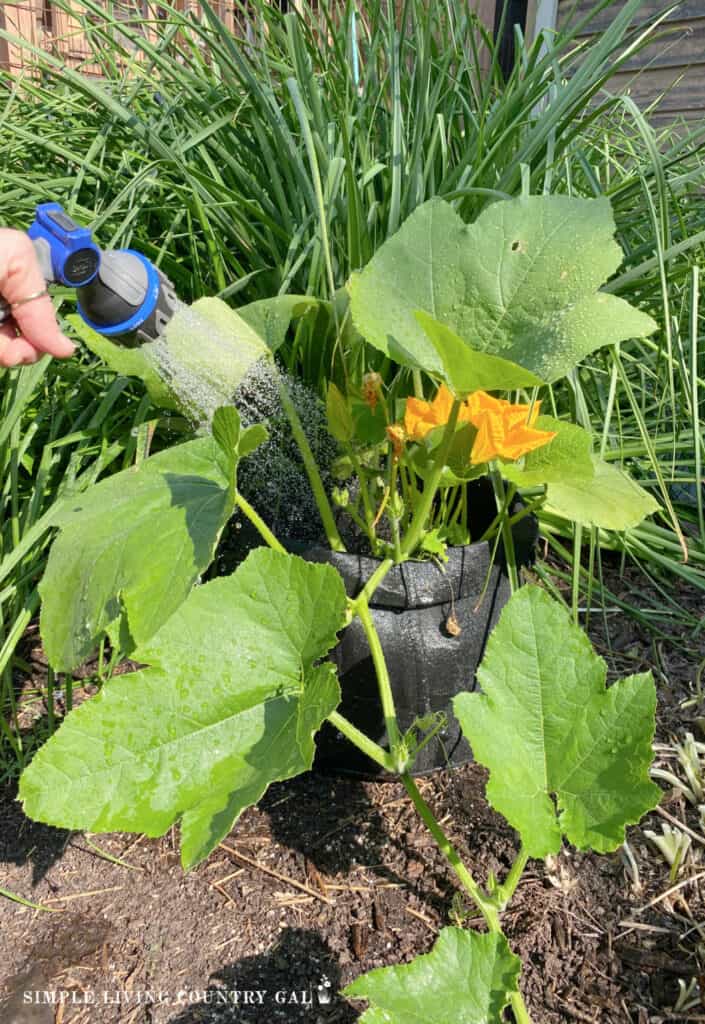 a pumpkin planting growing in a black grow bag being watered