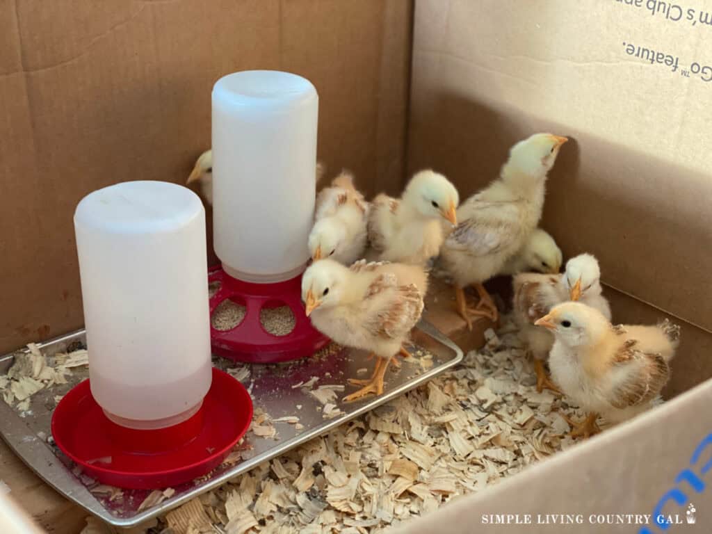 baby chicks in a brown cardboard box with a small feeder and water inside 