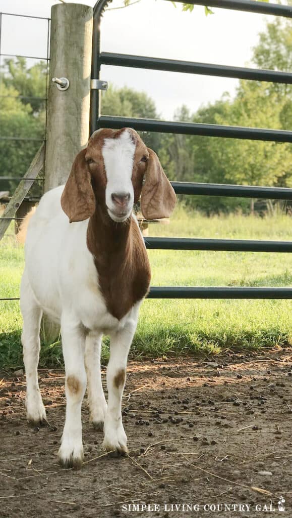 boer goat in front of a fence looking at the camera