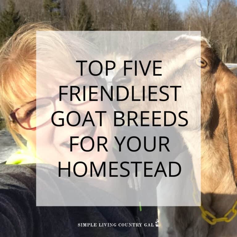 friendliest goat breeds