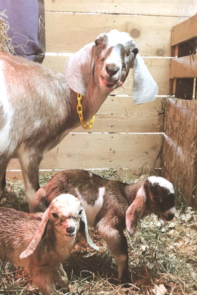 a tan nubian goat eating hay in a pen with two little goat kids