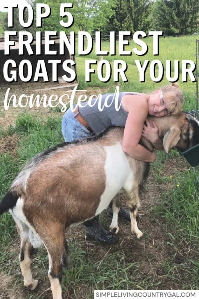 friendliest goat breeds