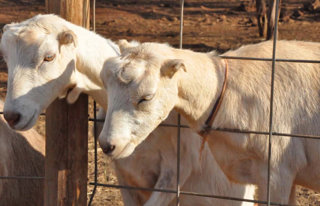 lamanch goats standing on a fence