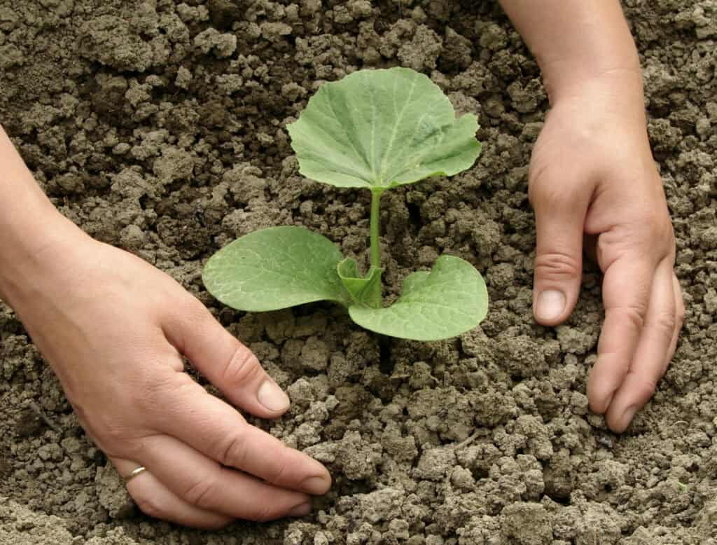 hands pulling soil around a freshly planted pumpkin seedling in a garden