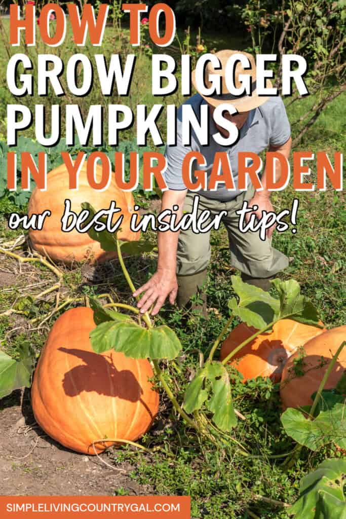 pumpkin growing tips