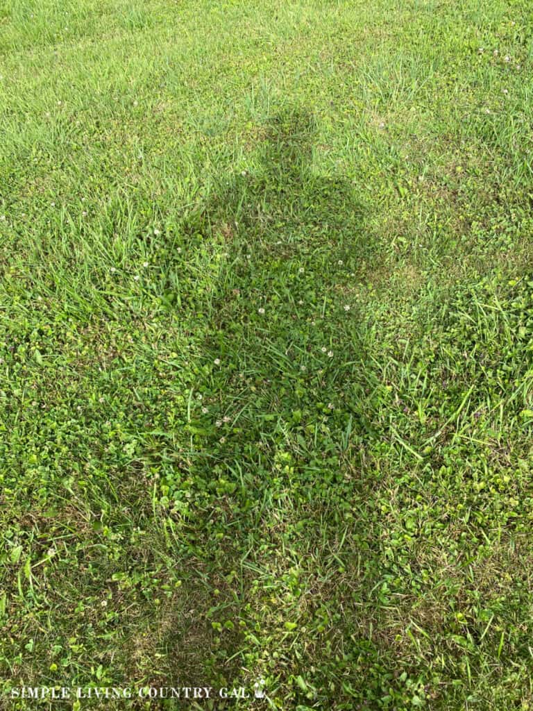 a shadow of a person standing in a grassy area
