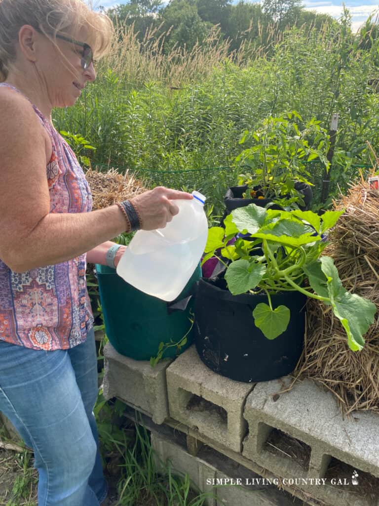 A woman watering a pumpkin plant that is growing inside of a grow bag