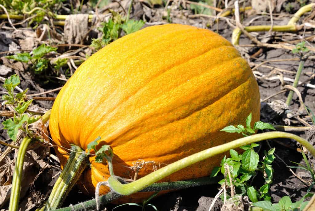 a yellow pumpkin growing in a pumpkin patch of a farm