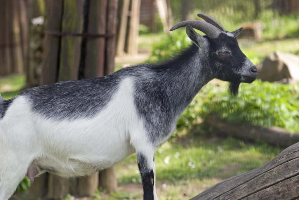 pygmy goat standing outside of a goat shelter friendly breed