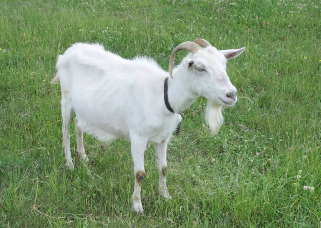 saana goat standing in a field 