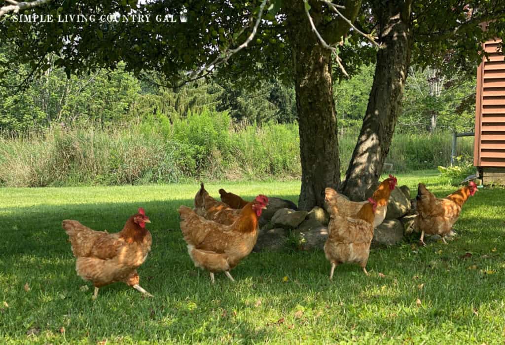 a flock of chickens scratching in the shade under an apple tree in August