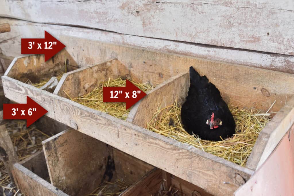 a black chicken in a hanging set of three nesting boxes in a chicken coop. red arrows show the sizes of boards used for this DIY project