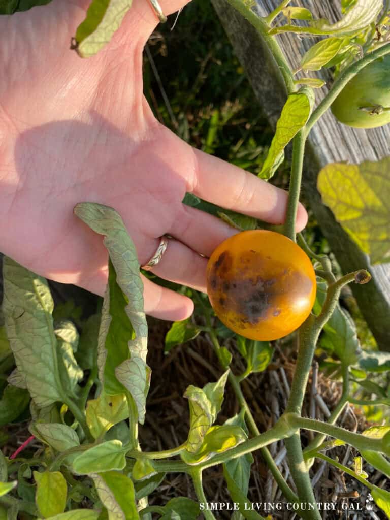 a hand holding a tomato in a garden that has black spots on the bottom