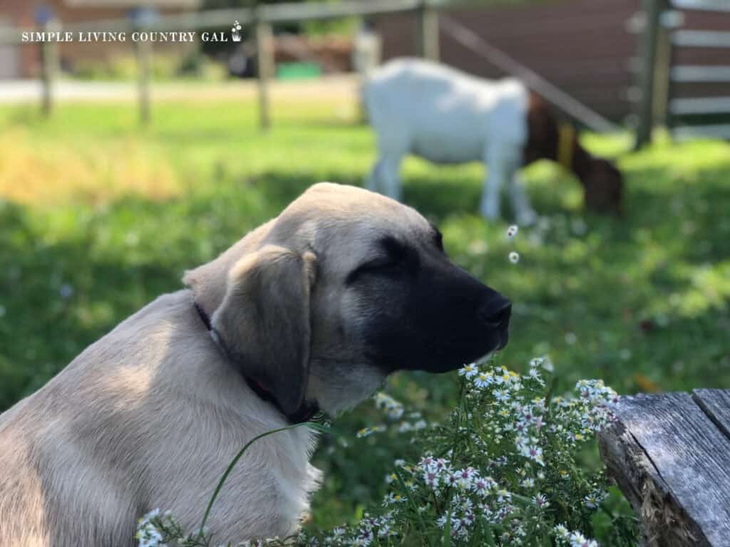 a livestock guardian dog looking off to the side with a goat in the background 