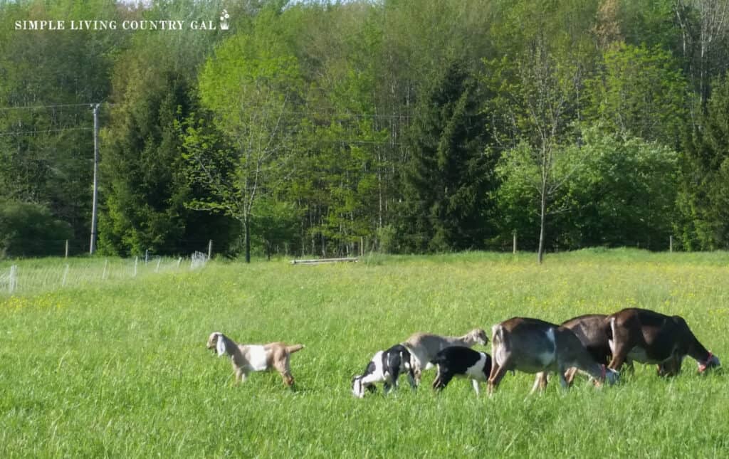 a small herd of goats out grazing in green grass of a pasture