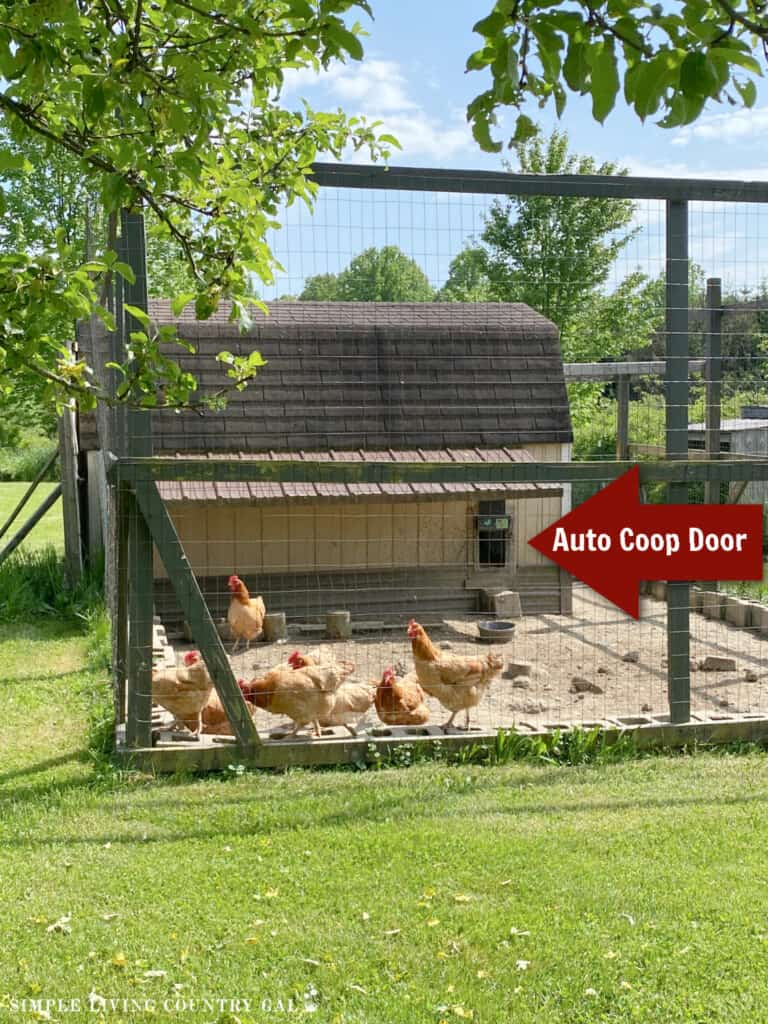 chickens in an outdoor run with the coop behind and an auto coop door to the coop