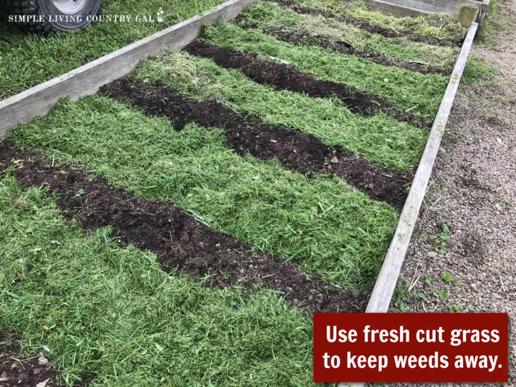 green cut grass mulch in a raised bed garden