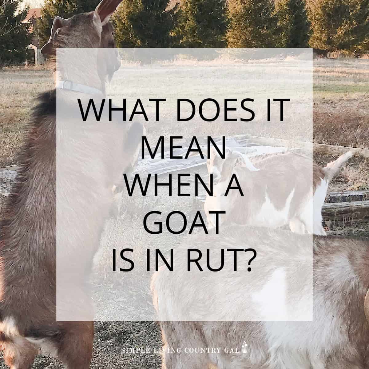 WHAT IS GOAT RUT | Simple Living Country Gal