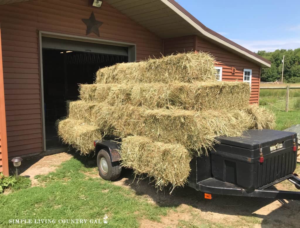 a trailer full of second cut green hay a task on a september homesteading to do list