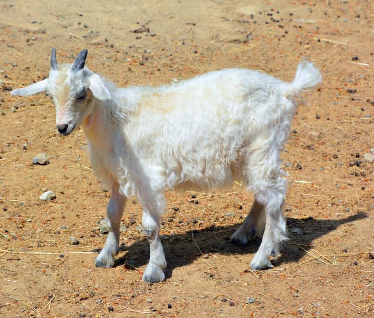 A Guide to Fiber Goat Breeds for Homesteading | Simple Living Country Gal