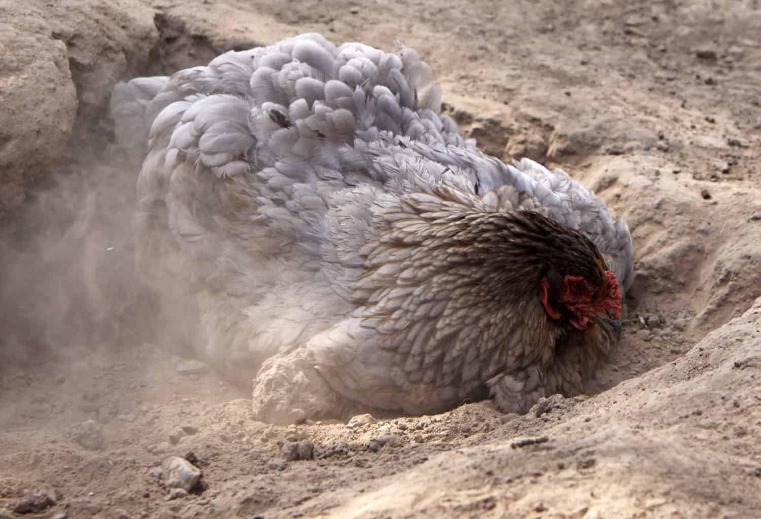 The Benefits of Wood Ash for Your Chicken Coop | Simple Living Country Gal