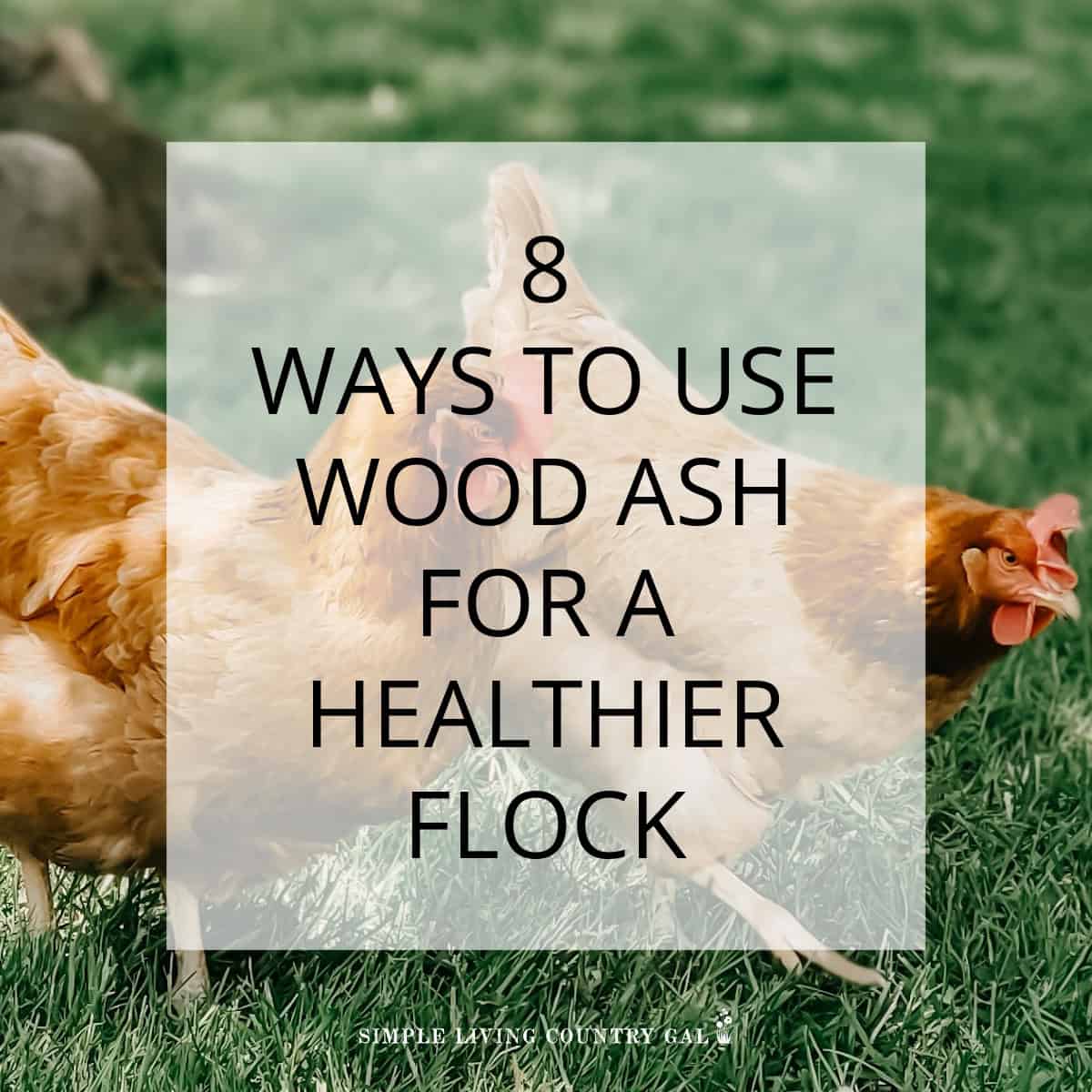 The Benefits of Wood Ash for Your Chicken Coop Simple Living Country Gal