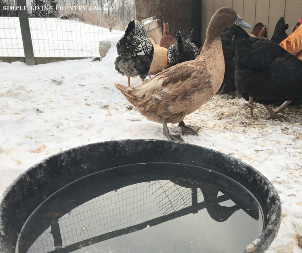 a brown duck near to a water dish out in the snow next to a flock of chickens