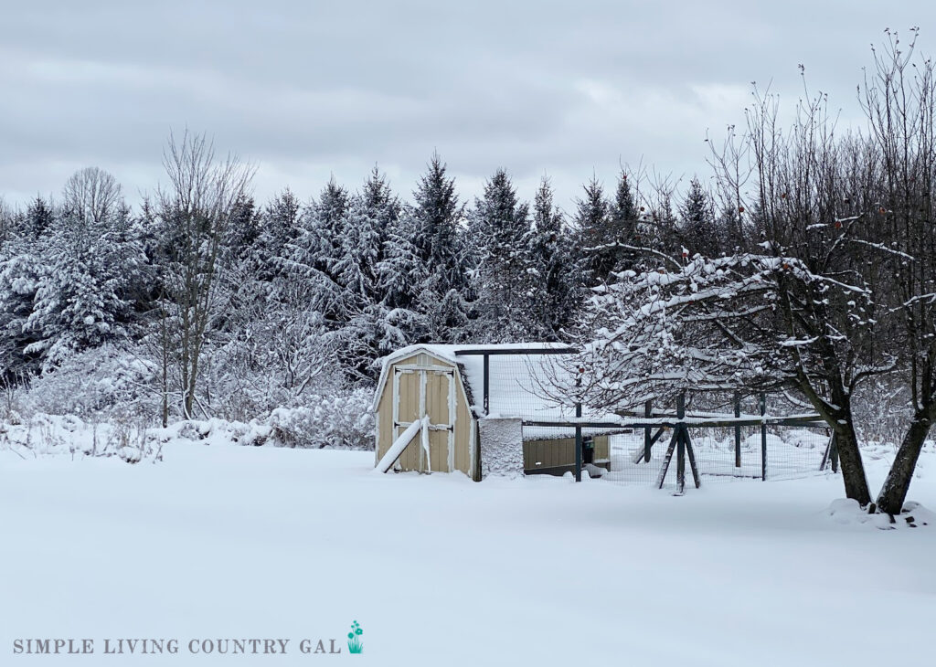 a chicken coop covered in snow on a winter morning