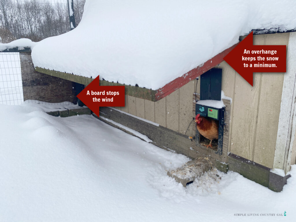 a chicken peaking out of a coop on a winter monring