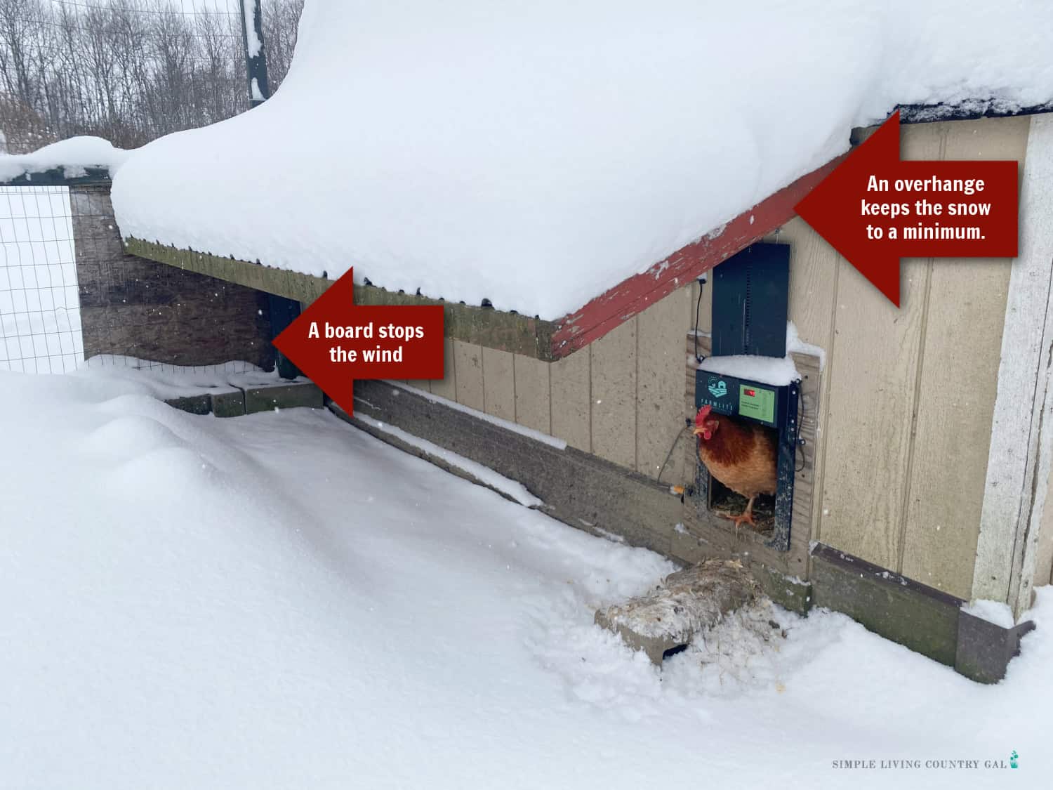 winter-duck-care-important-tips-to-keep-ducks-safe-warm-simple