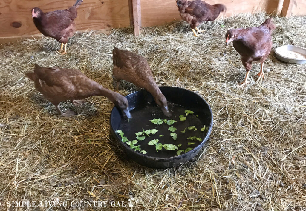 ducks drinking water with spinach floating inside