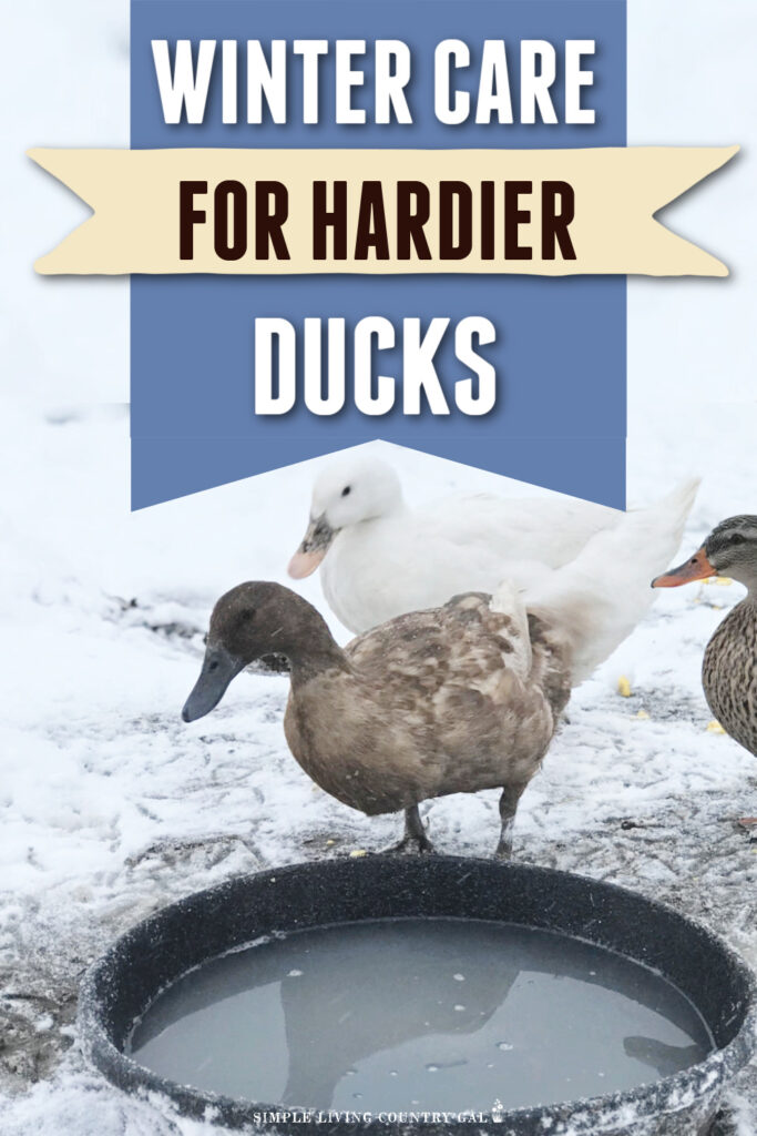 how to care for ducks in the winter