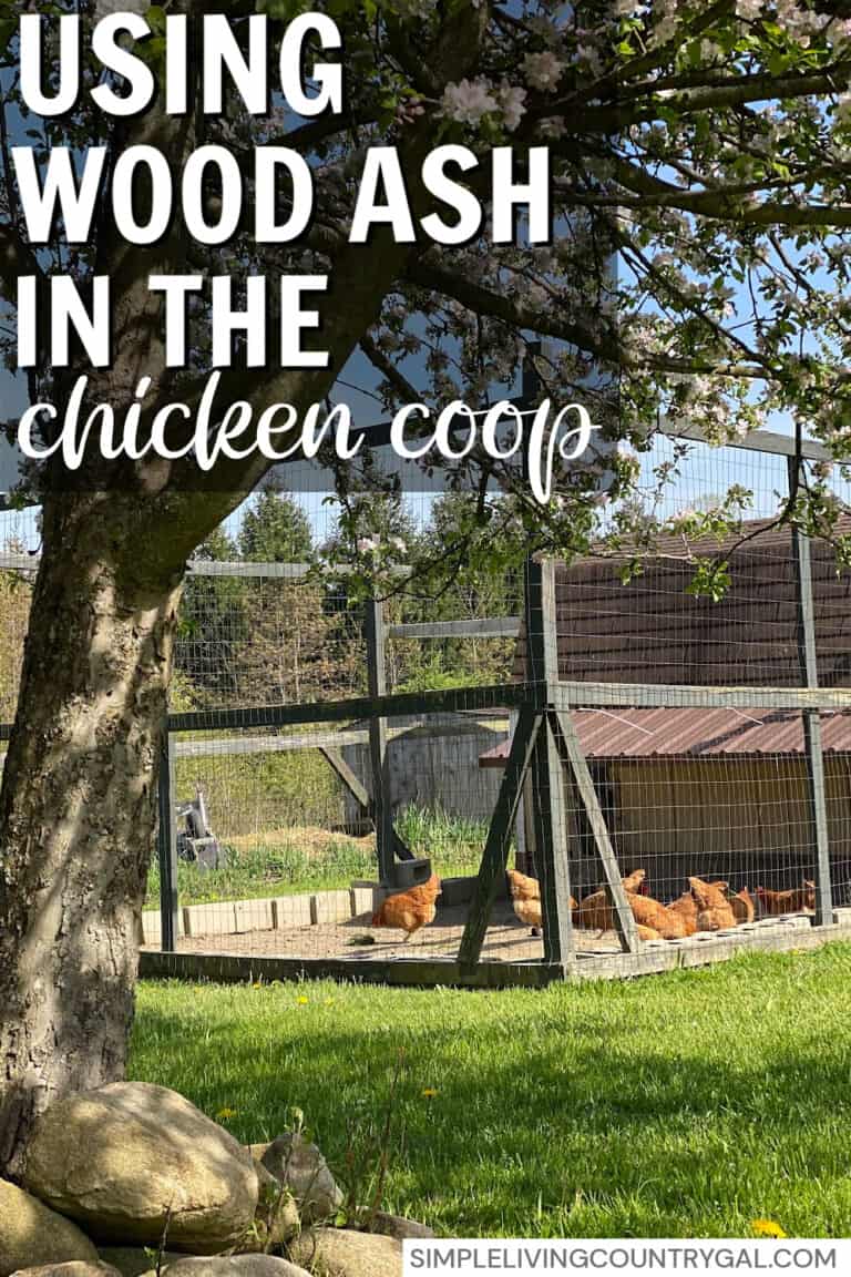 The Benefits of Wood Ash for Your Chicken Coop Simple Living Country Gal
