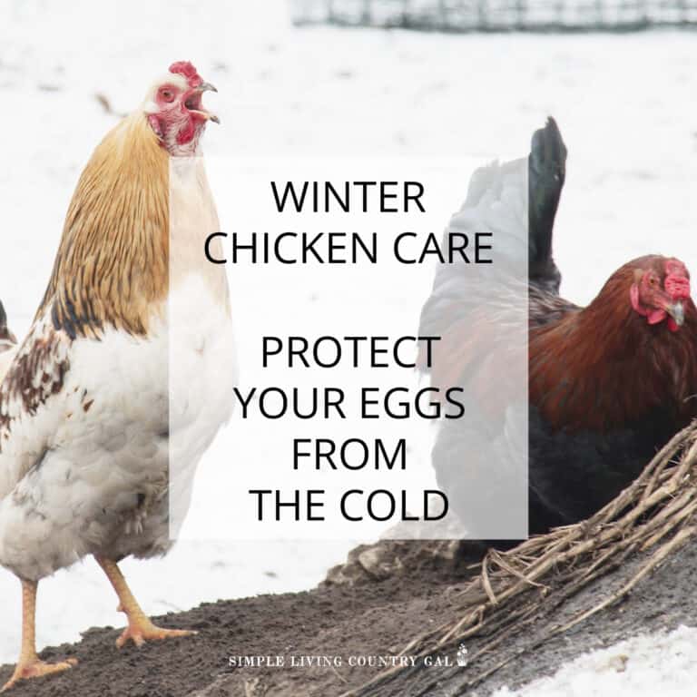Keep eggs from freezing