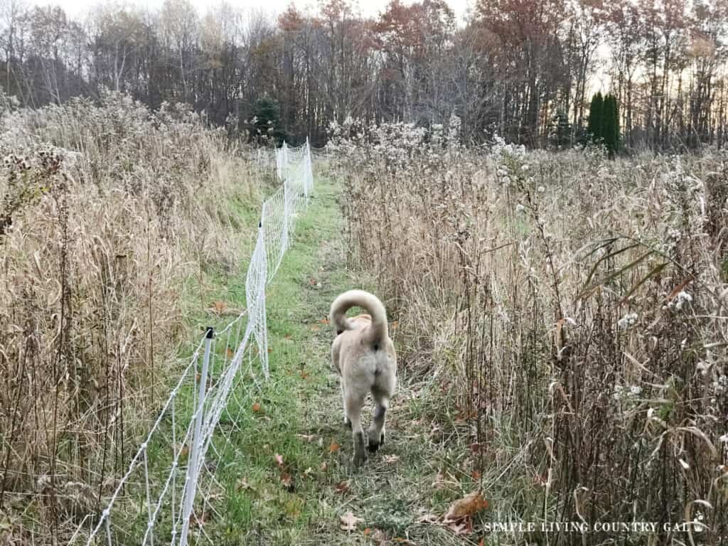 a brown dog walking a path in a field next to a white electric fence netting