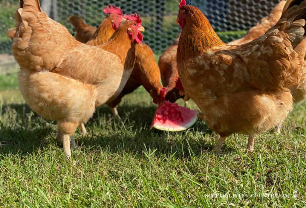 What To Feed Chickens A Guide To Proper Nutrition Simple Living What To Feed Chickens A Guide To Proper Nutrition Simple Living