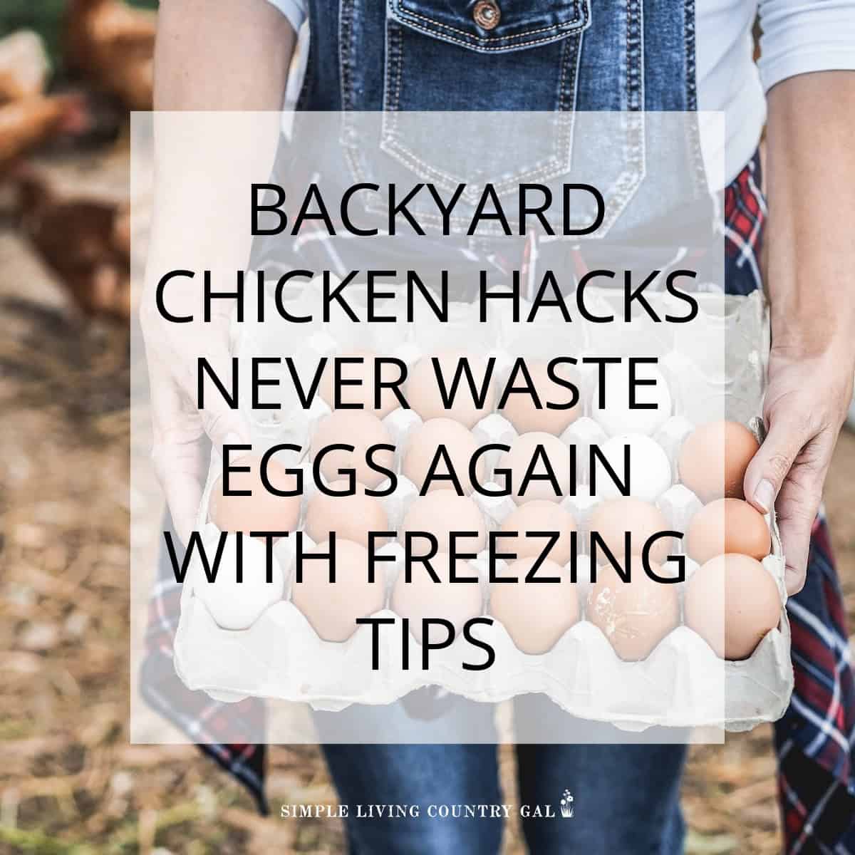 The Ultimate Guide To Freezing Chicken Eggs Photo Inspiration
