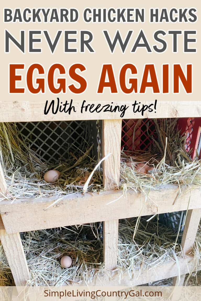 Image showcasing The Ultimate Guide to Freezing Chicken Eggs | Simple Living Country Gal