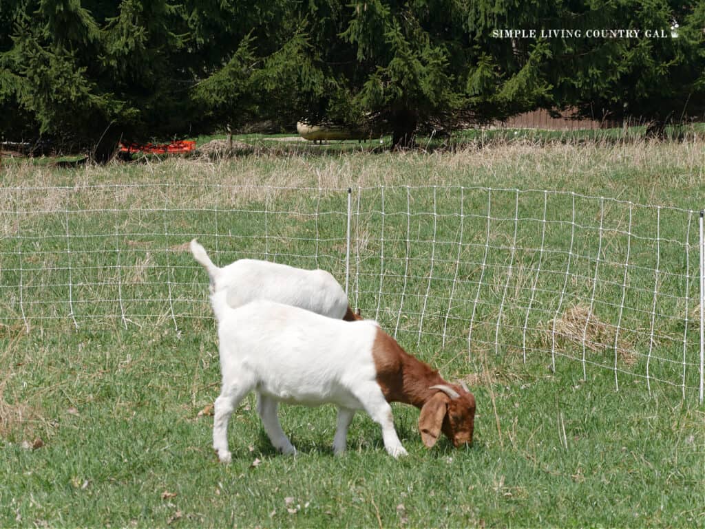 two brown and white boer goats grazing in a field 