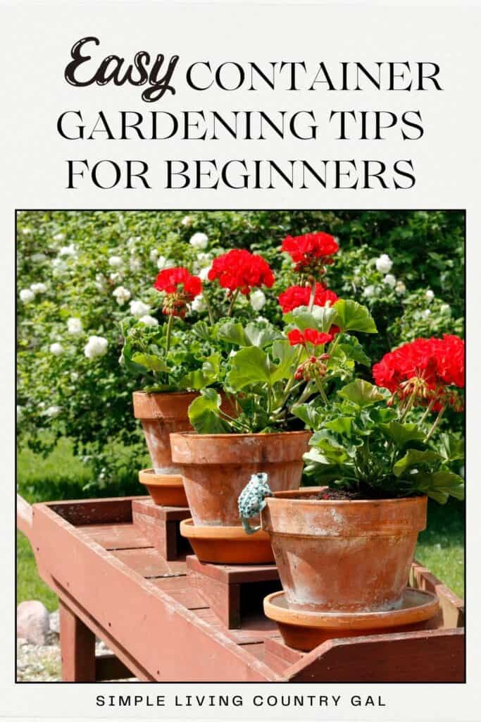 Easy container gardening tips for beginners