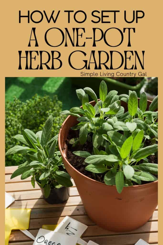 one-pot herb garden