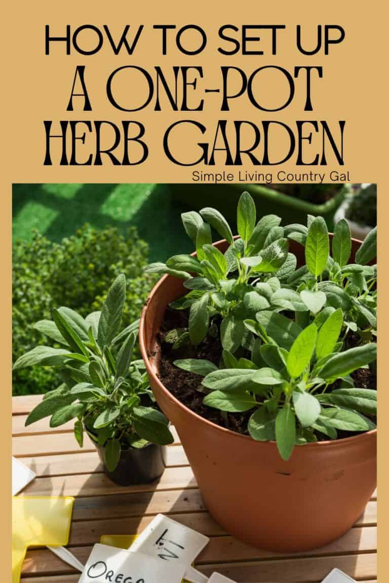 Beginner's Guide: How to Grow a One-Pot Herb Garden | Simple Living ...