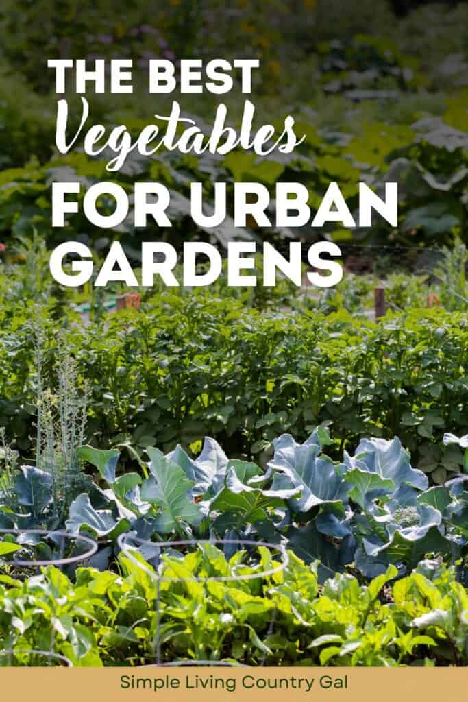 best vegetables for urban gardens