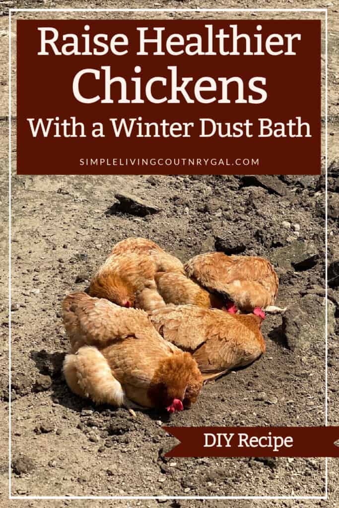 Winter dust Bath For Chickens