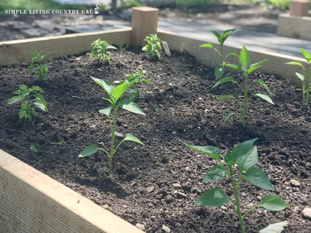 a close up of a raised bed with pepper plants growing