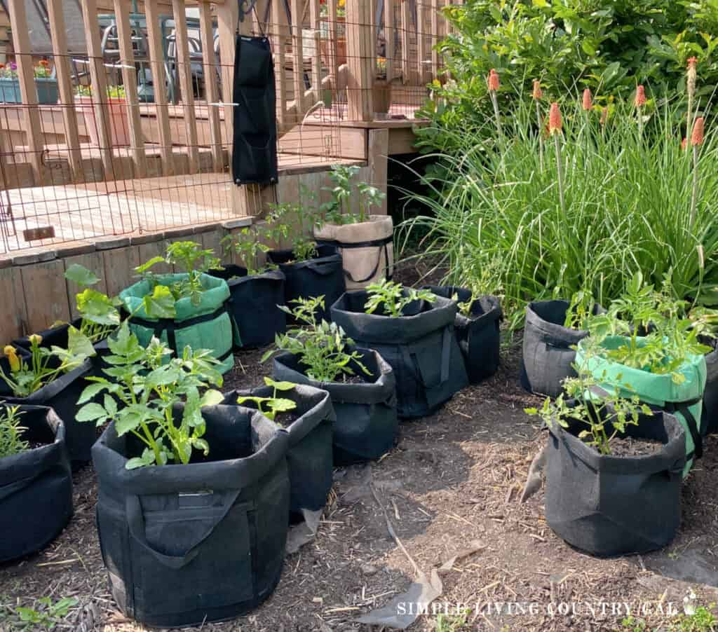 a collection of grow bags in a small-scale garden 