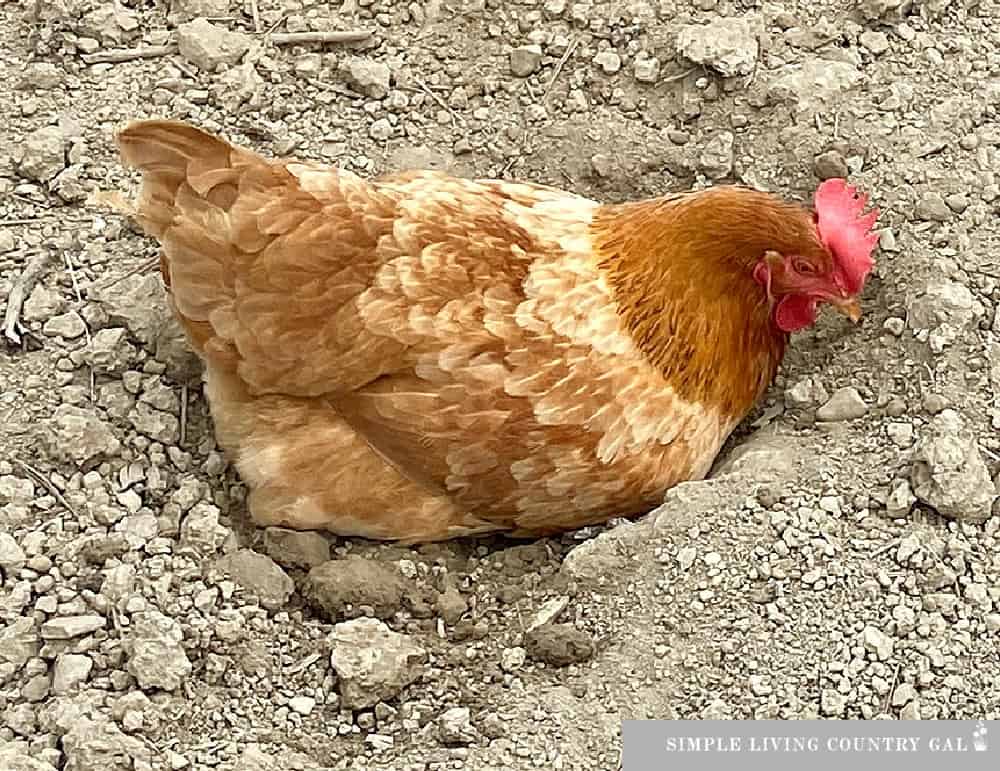 a golden chicken taking a dust bath in the soil